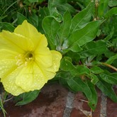 Missouri Evening Primrose